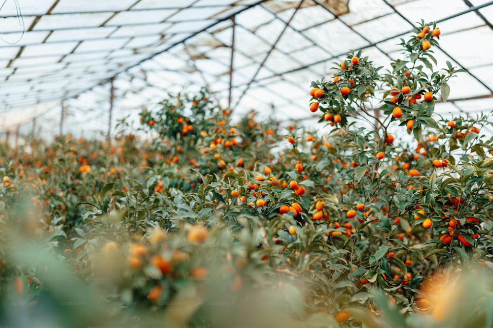 an orange tree in a greenhouse filled with lots of oranges