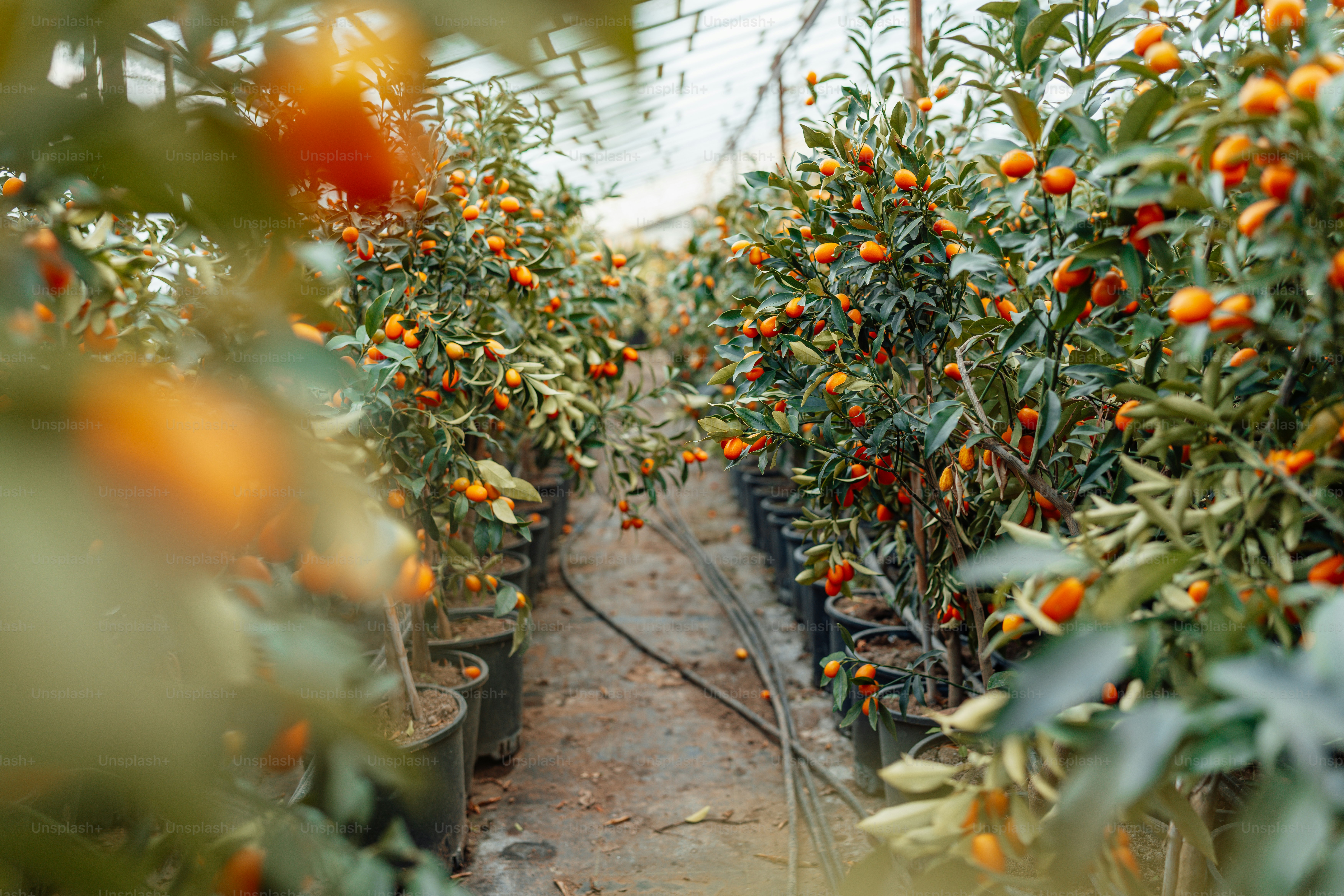 A greenhouse filled with lots of orange trees photo – Citrus trees ...