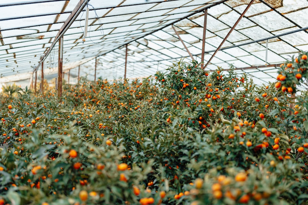 a greenhouse filled with lots of ripe oranges