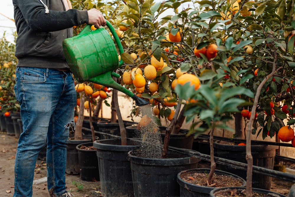 a man is watering oranges in a greenhouse