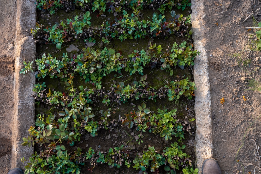 a person standing in front of a wall covered in plants