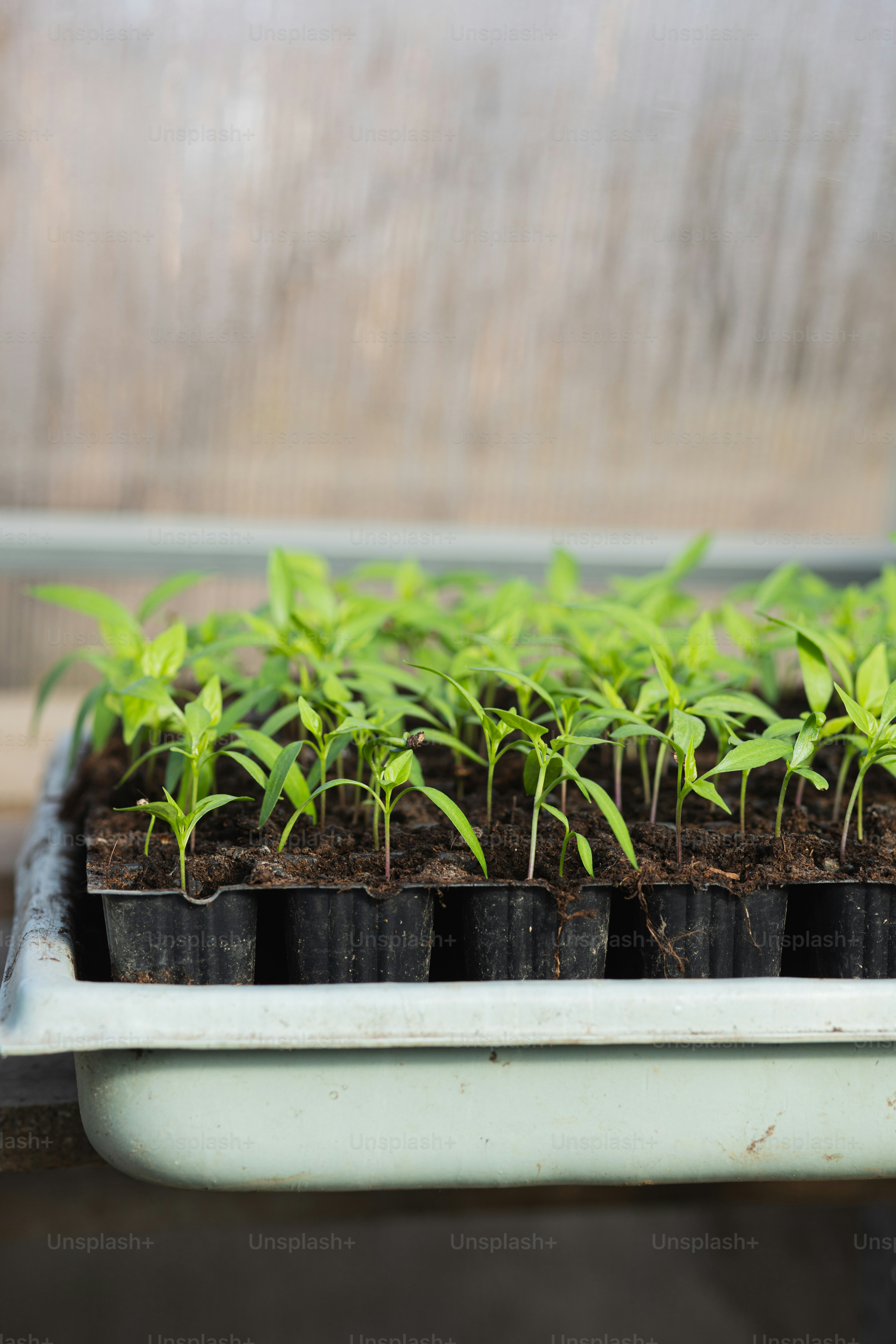 um monte de plantas que estão em um vaso