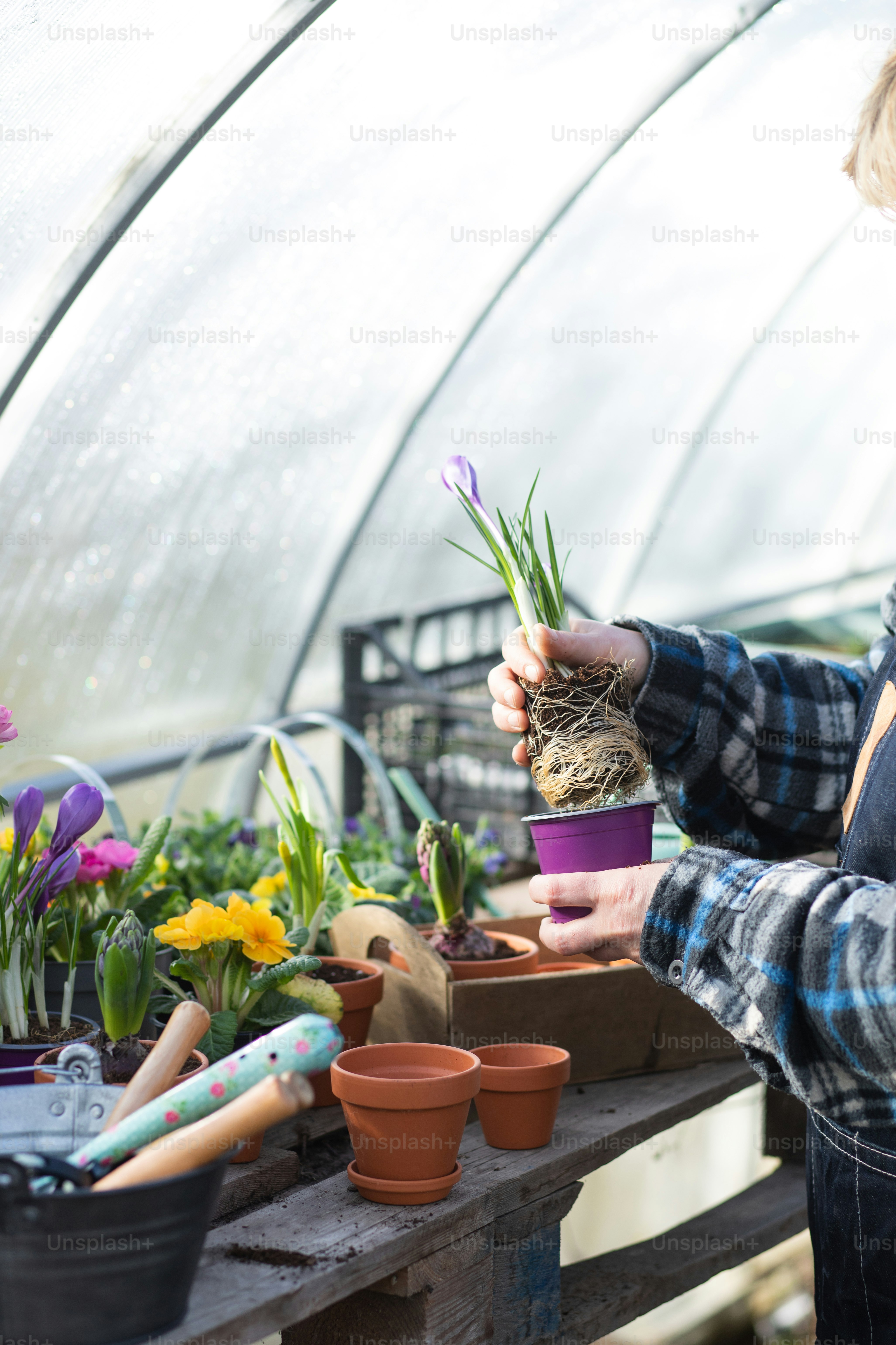 um homem segurando um vaso de planta em uma estufa