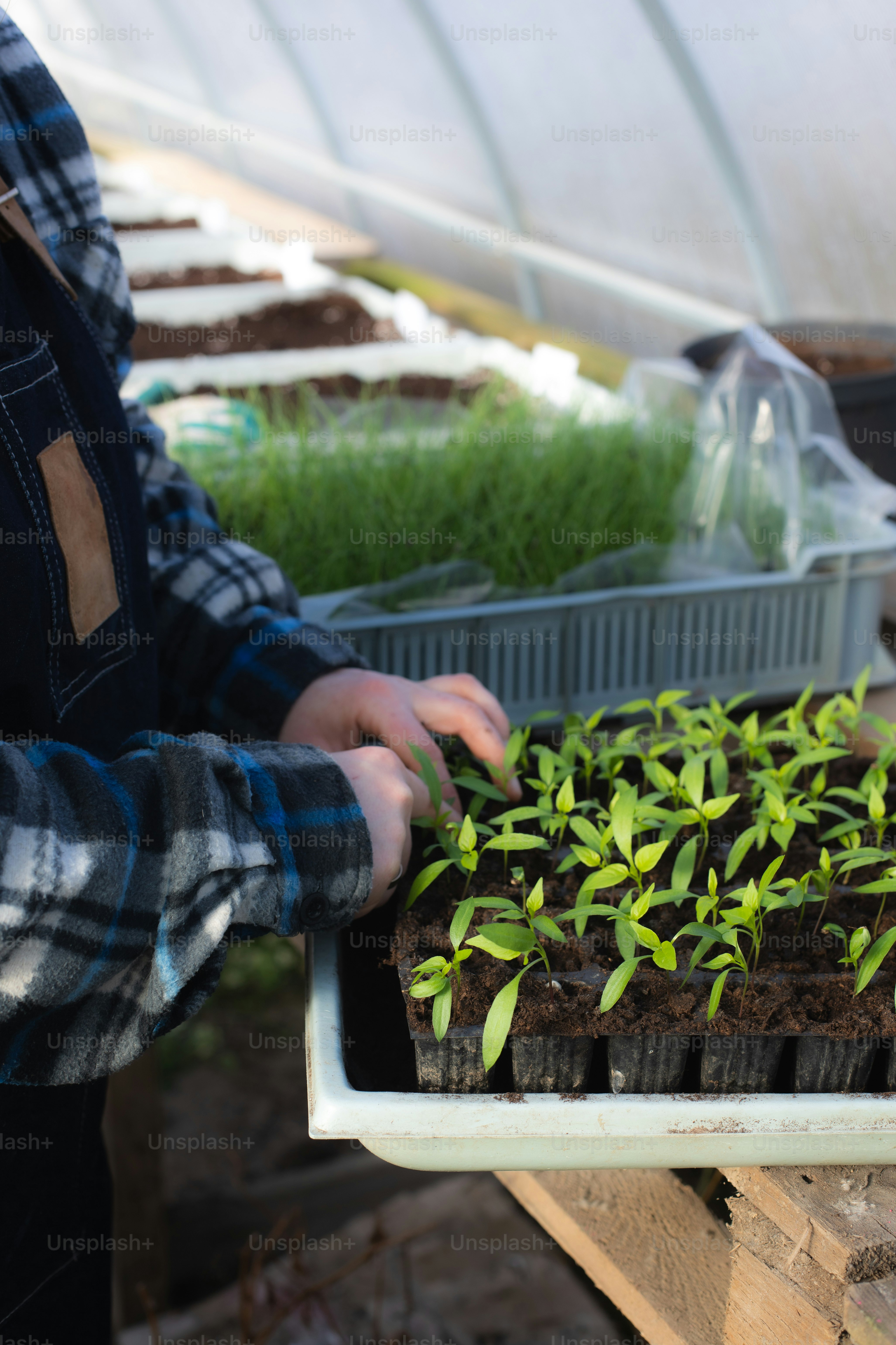 uma pessoa segurando uma bandeja de plantas em uma estufa