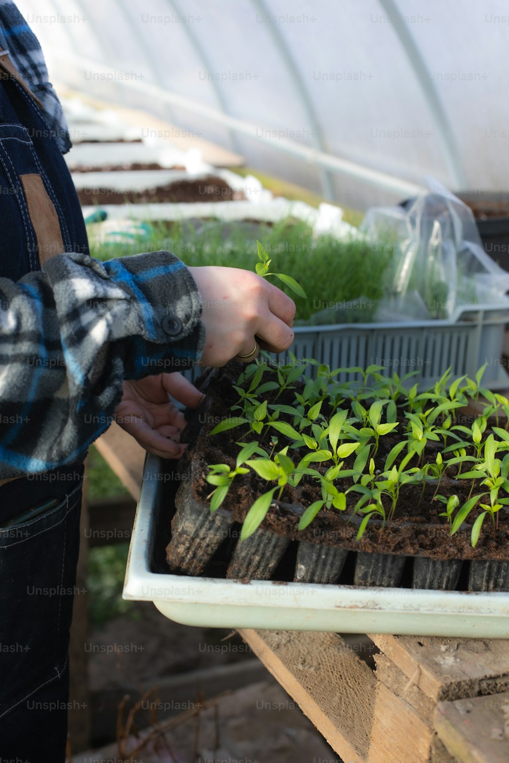 a person holding a tray of plants in a greenhouse