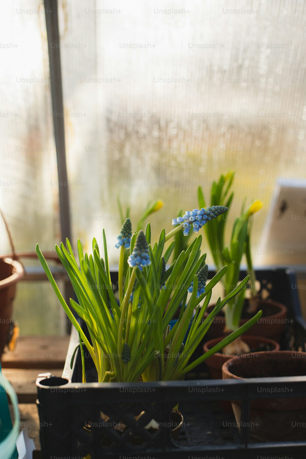 una planta en maceta sentada encima de una mesa de madera