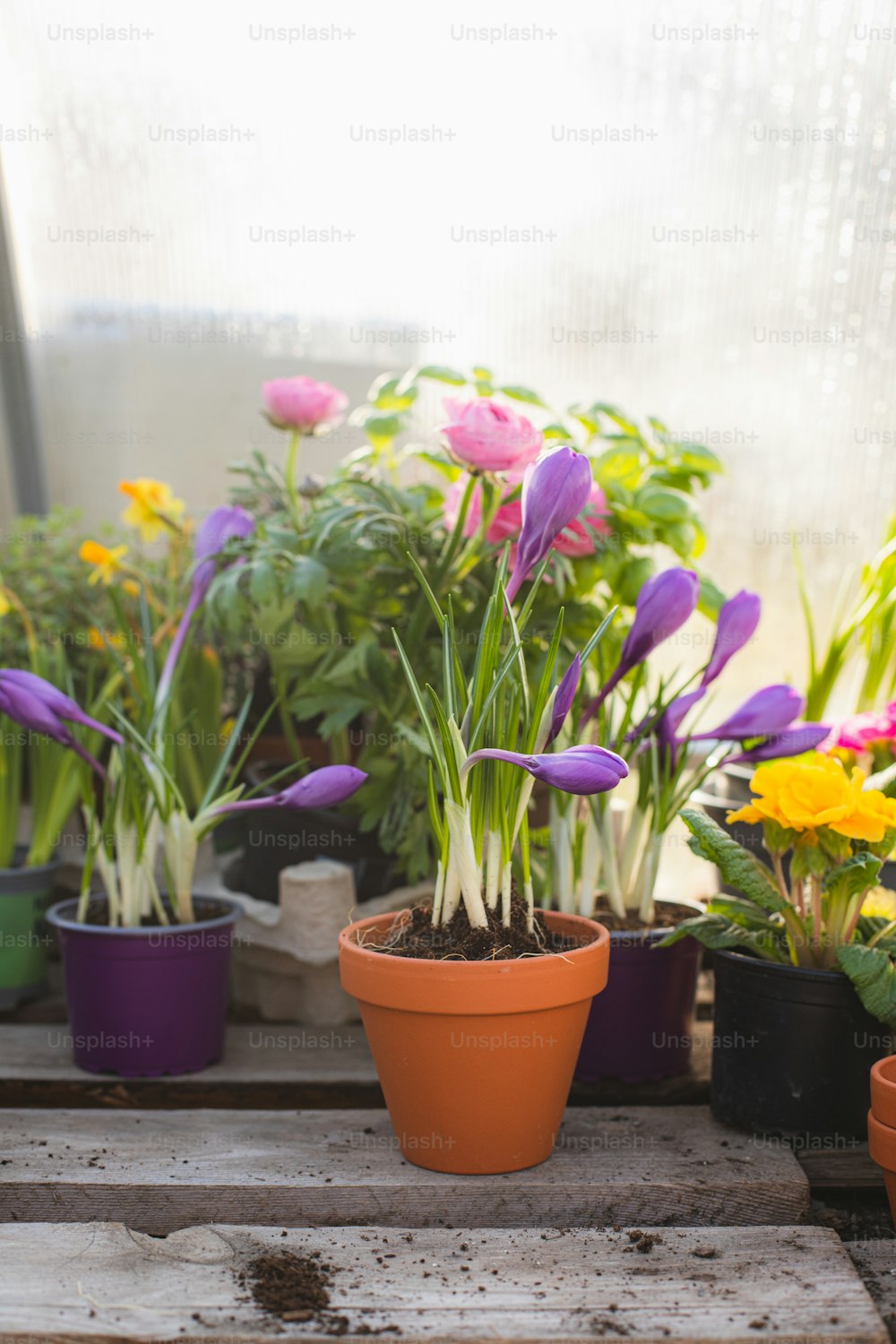 un bouquet de fleurs qui sont dans des pots