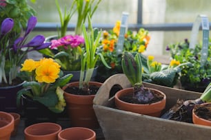 a bunch of potted plants sitting on a table