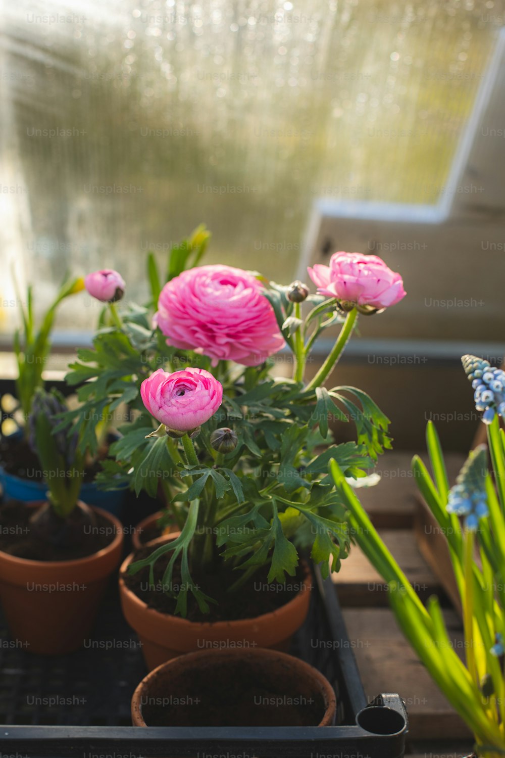 a tray of pink flowers in a greenhouse