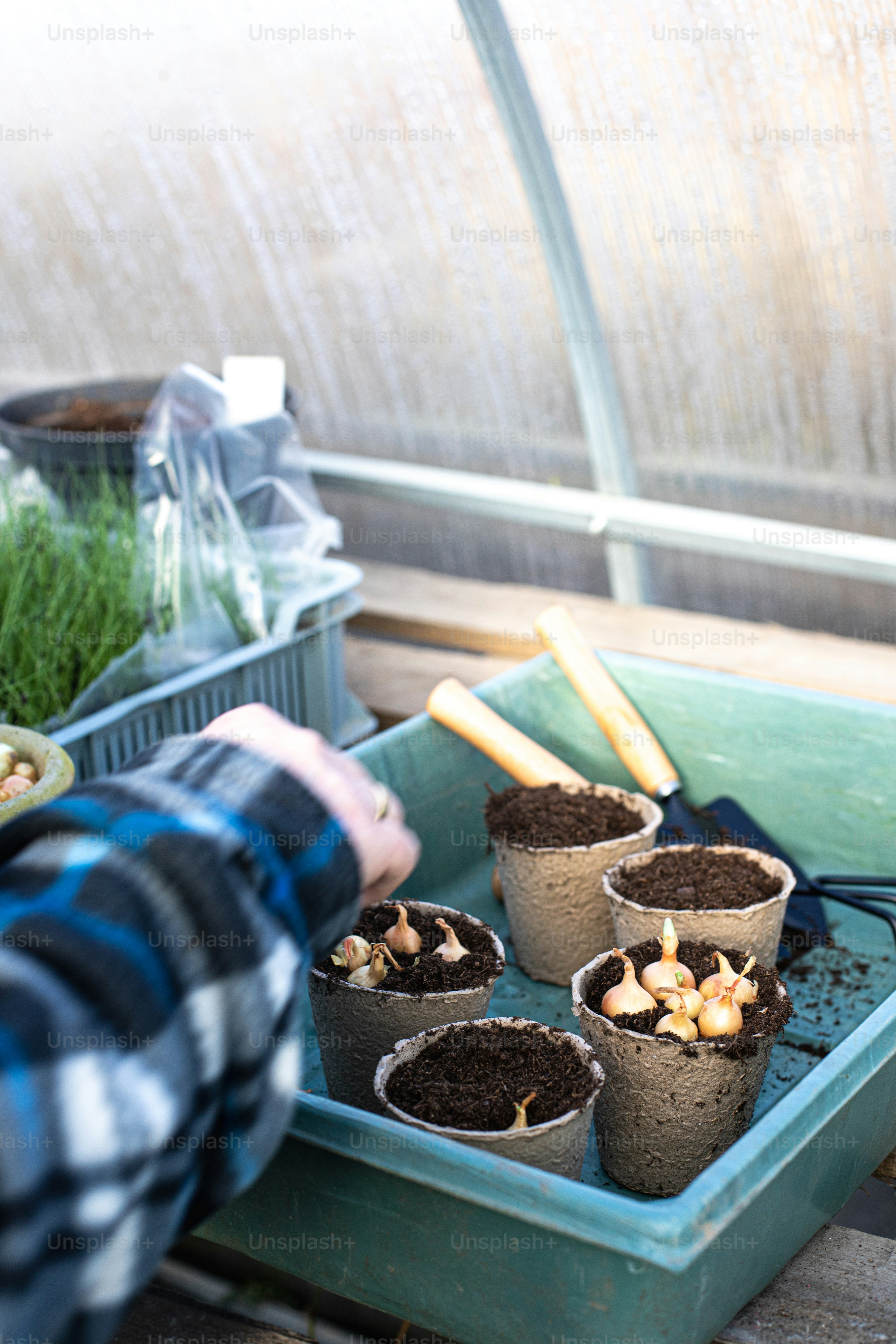 Un homme tient un plateau rempli de plantes