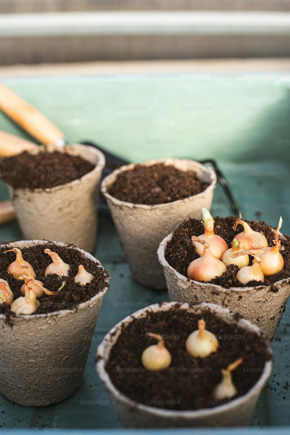 a group of small pots filled with dirt