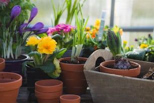 a bunch of potted plants sitting on a table