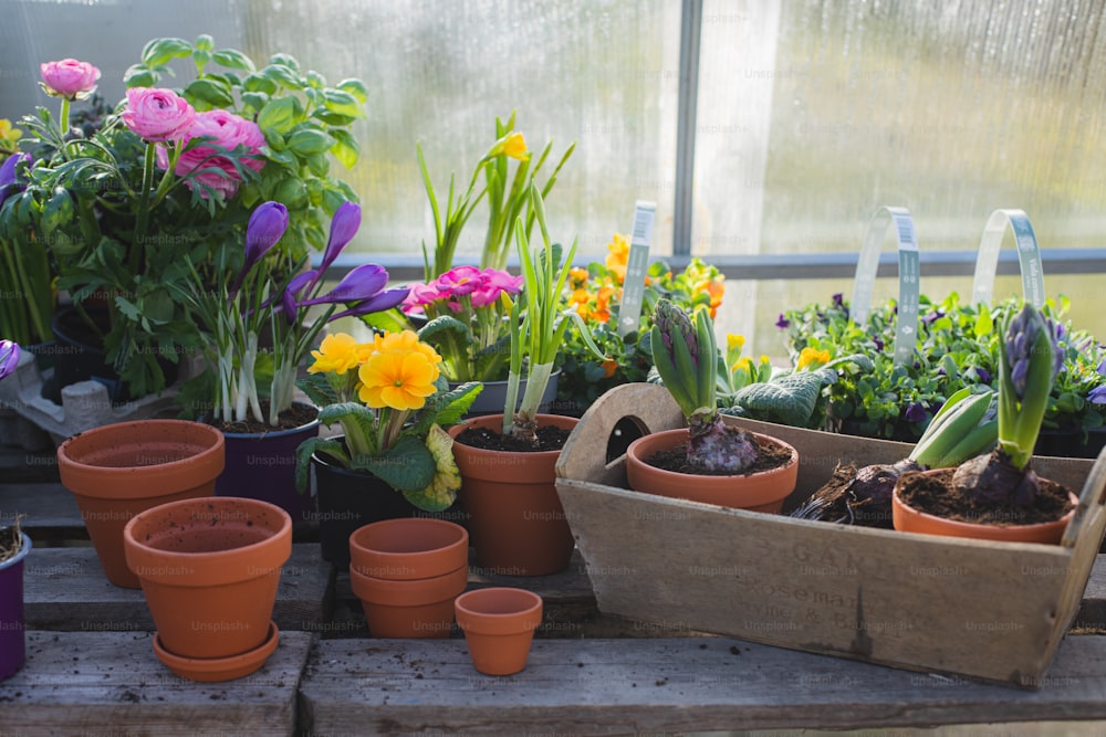 a variety of potted plants on a table