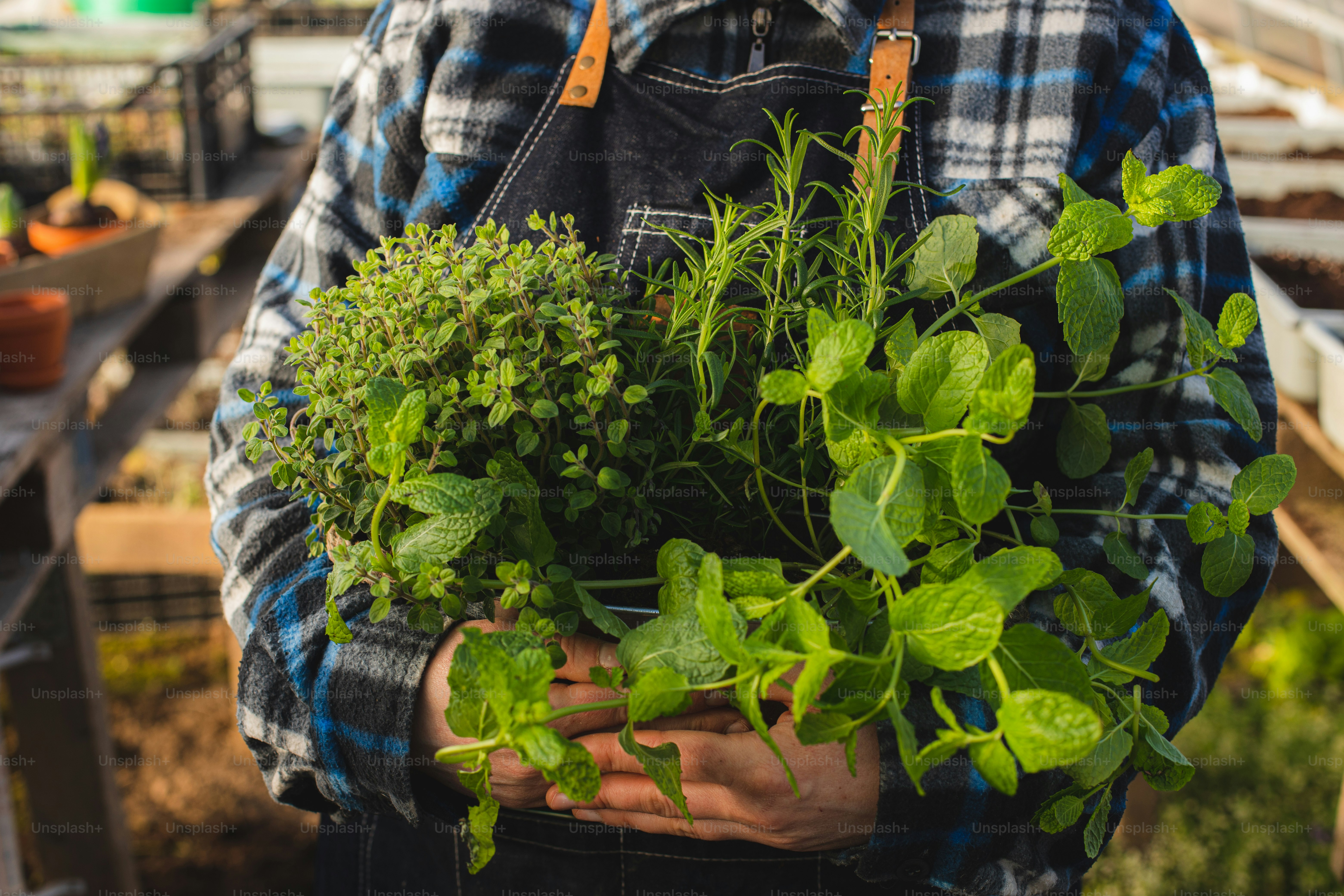 um homem segurando um monte de plantas em suas mãos