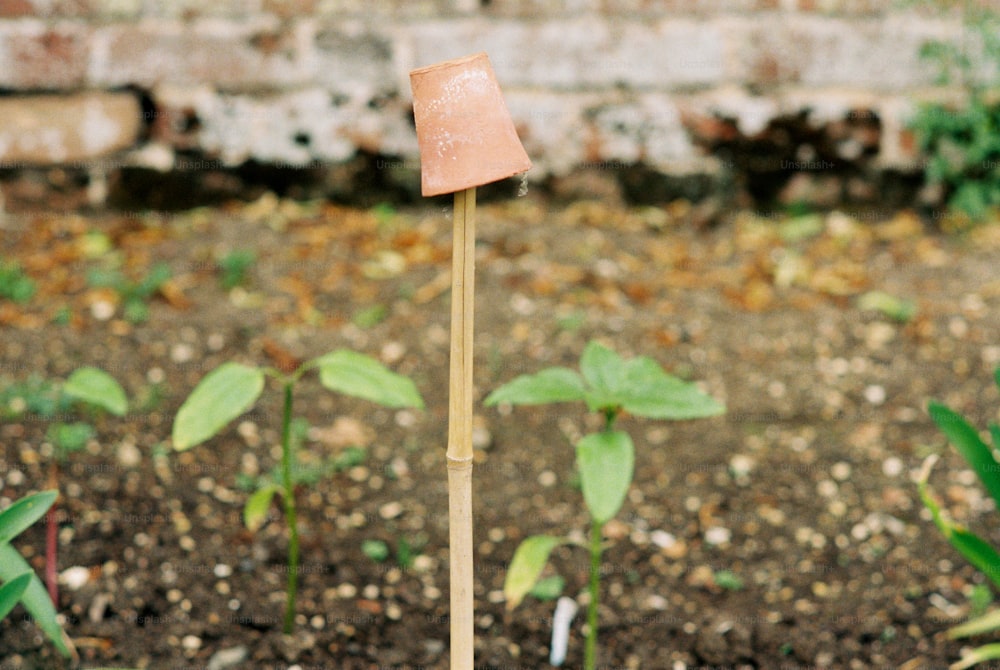 a plant with a lamp on top of it