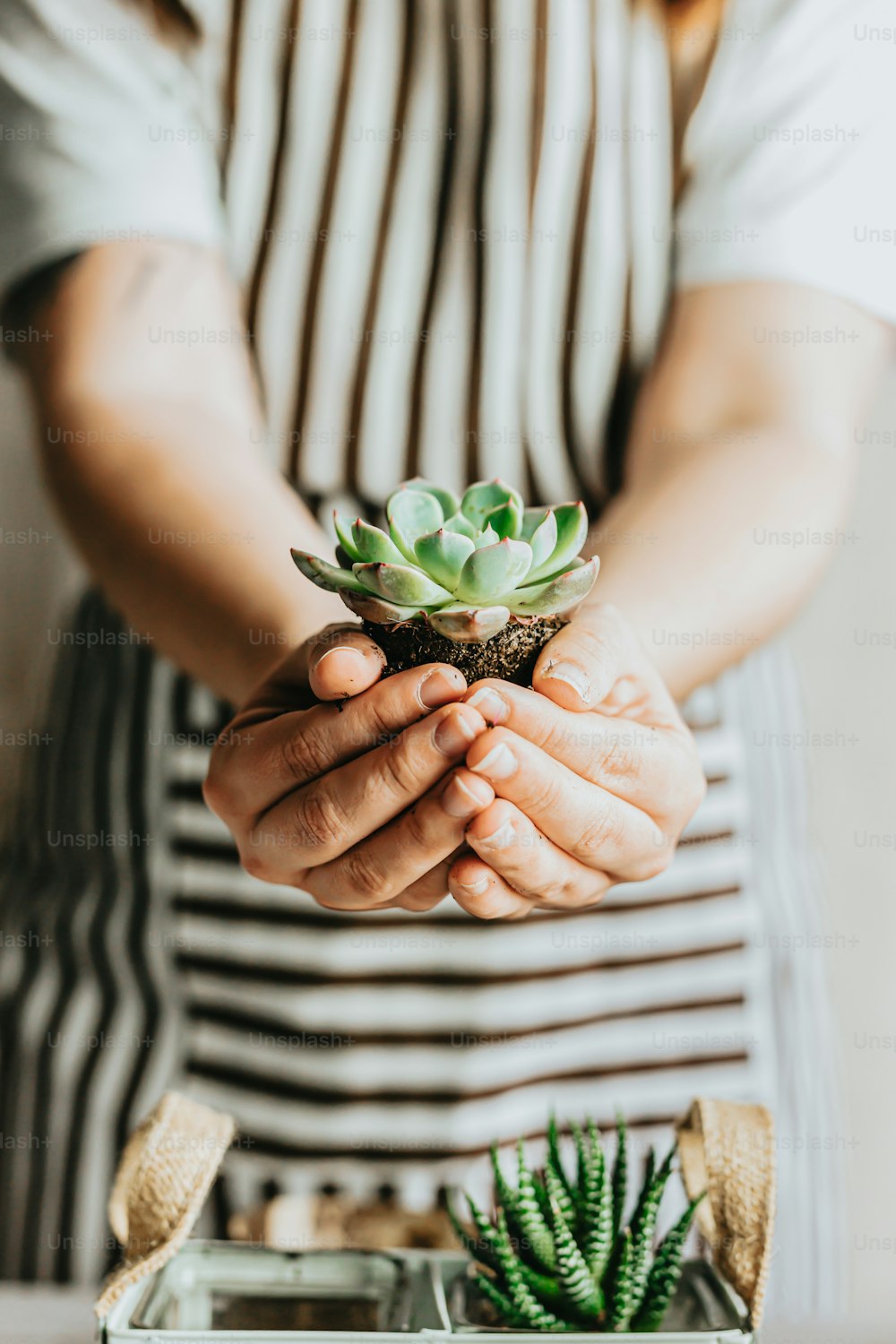 a person holding a small succulent plant in their hands