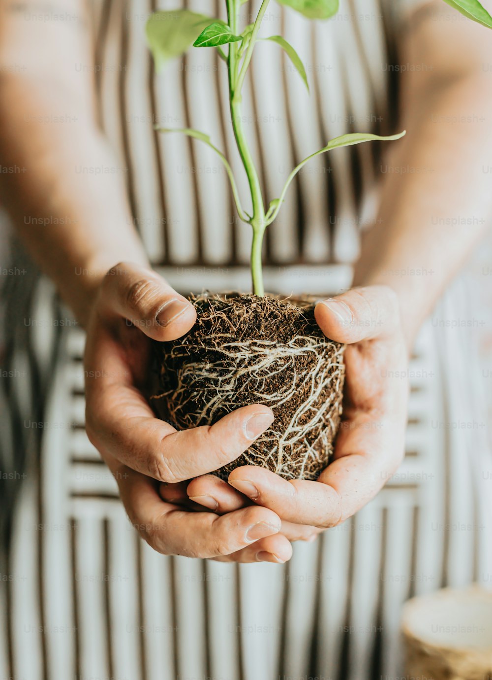 a person holding a plant in their hands