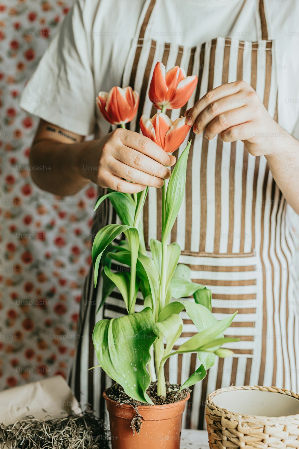 a person in an apron holding a potted plant