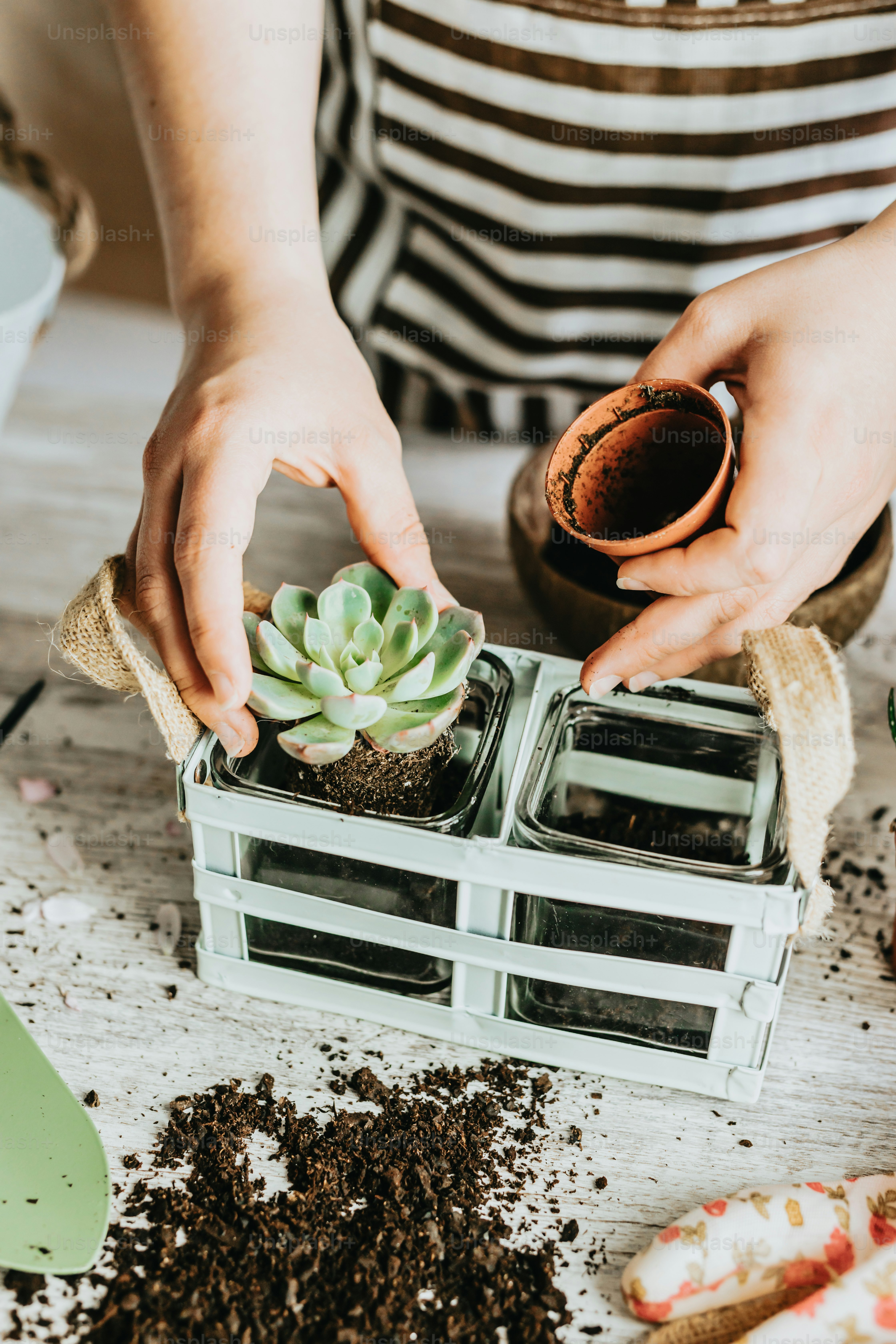 uma pessoa segurando um vaso de planta em um recipiente
