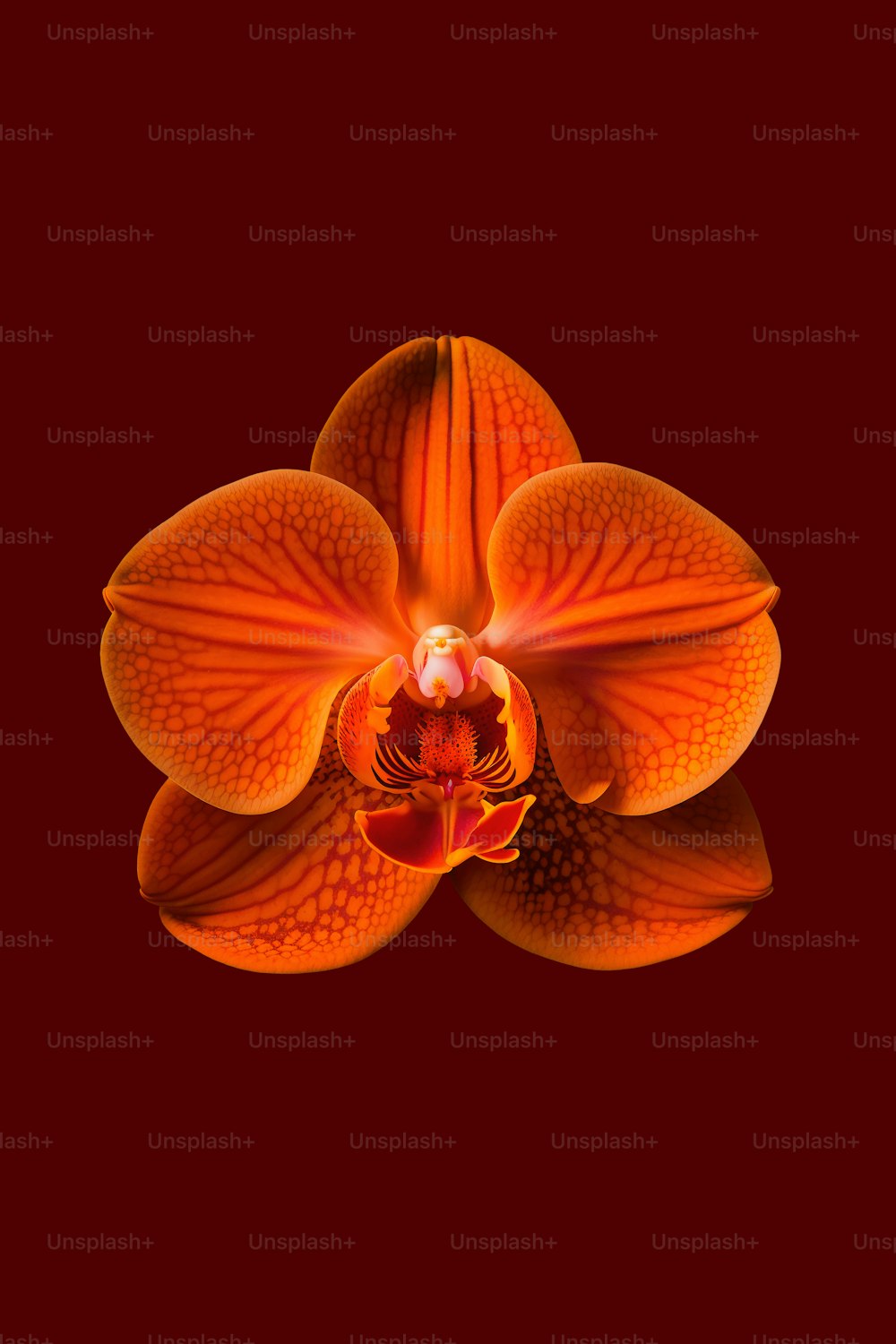 Nahaufnahme einer orangefarbenen Blume auf schwarzem Hintergrund