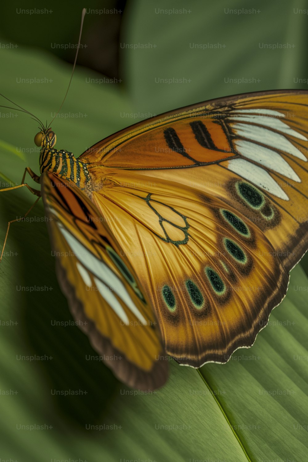 um close up de uma borboleta em uma folha