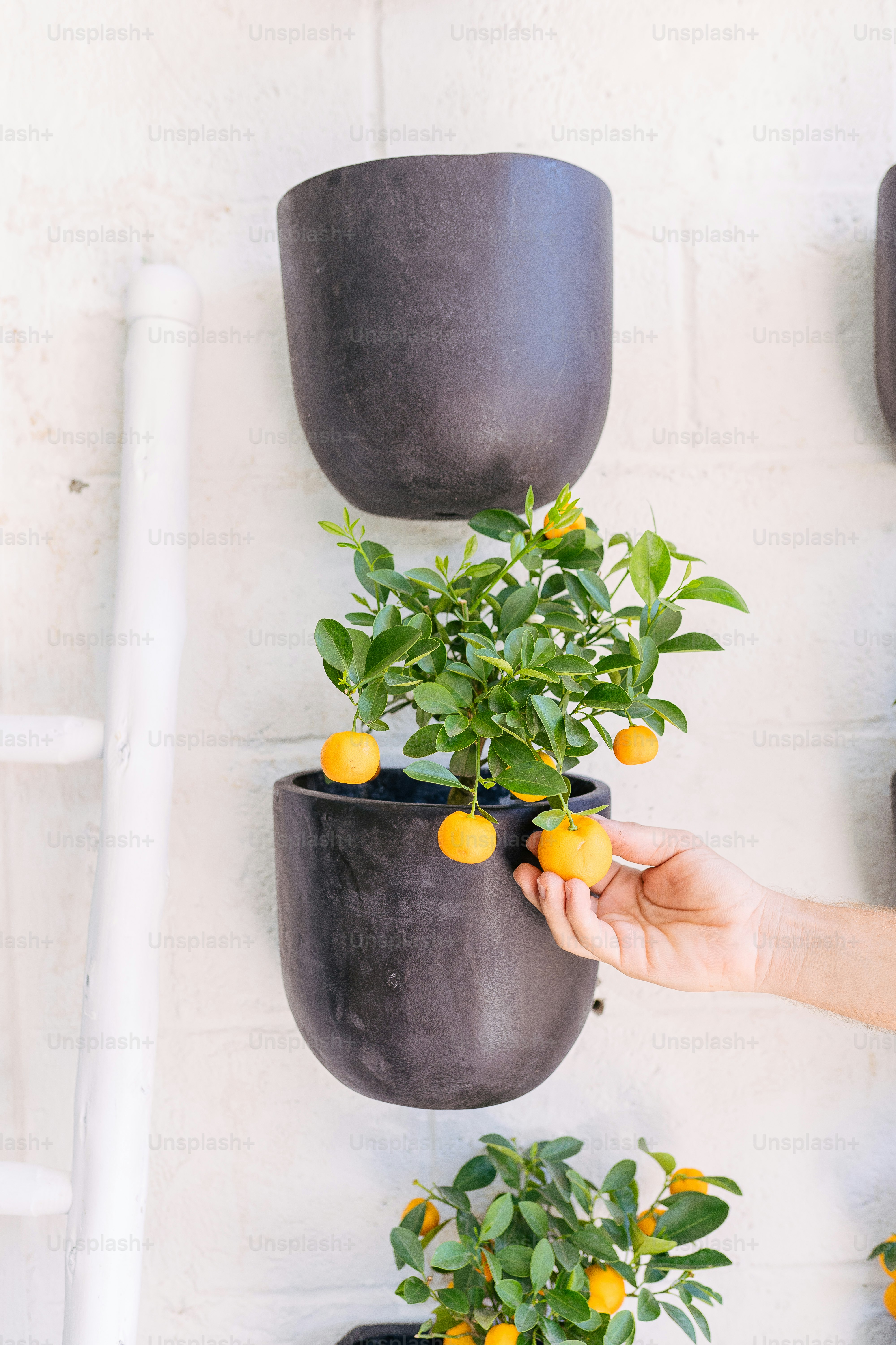 a person holding a potted plant in front of a wall