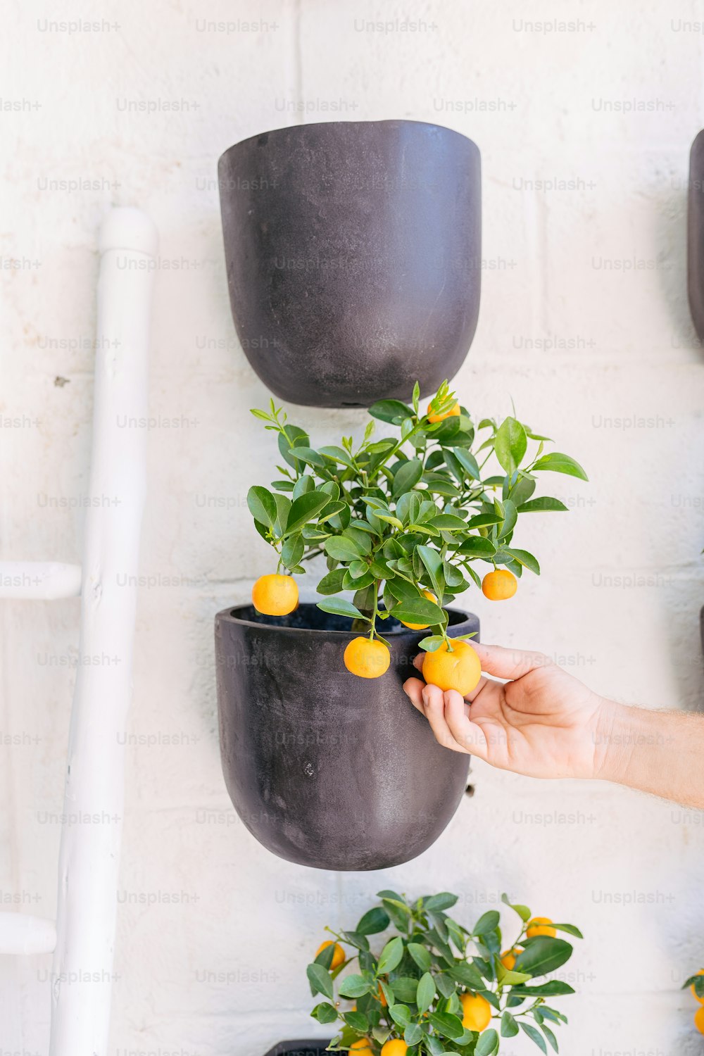 a person holding a potted plant in front of a wall