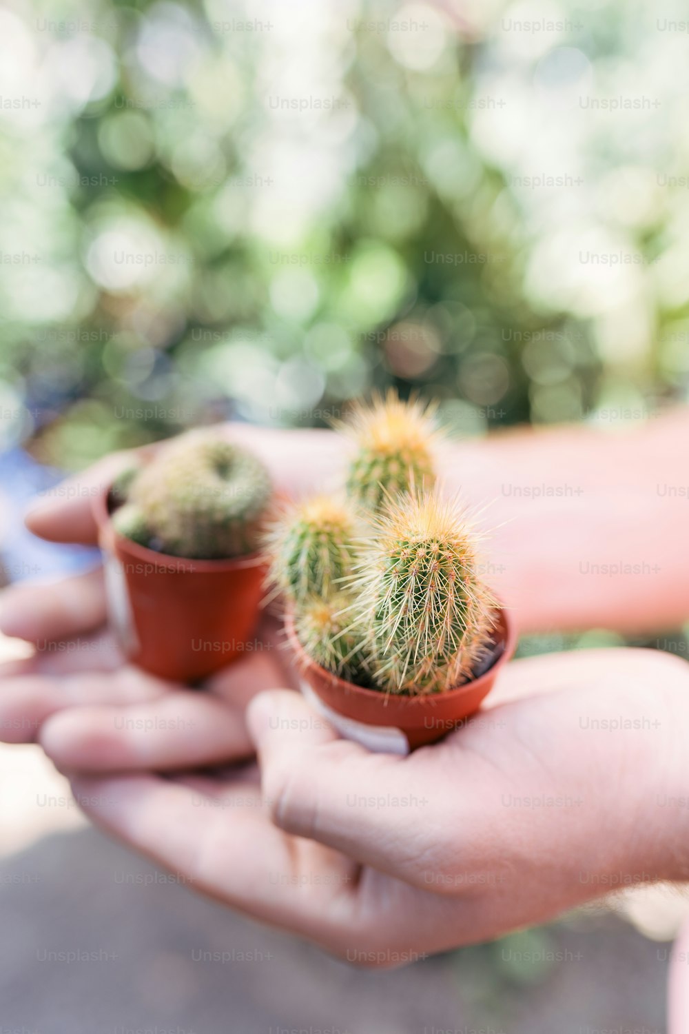 a person holding a small cactus in their hands