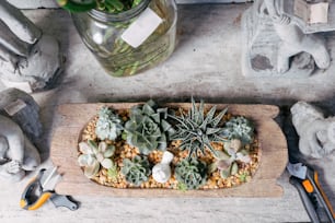 a wooden cutting board topped with lots of succulents