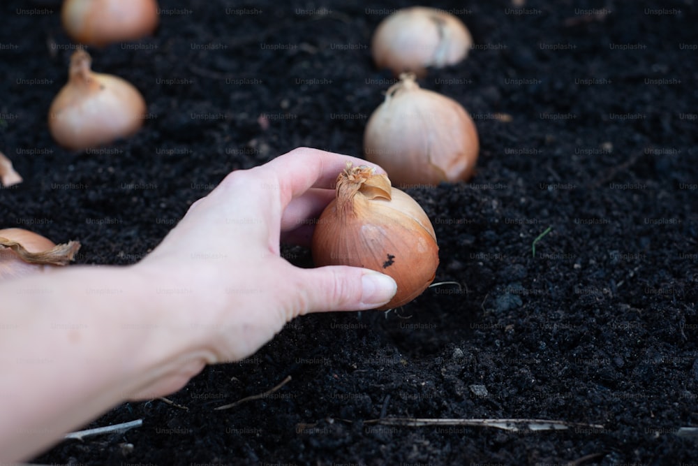 a person holding a piece of garlic in their hand