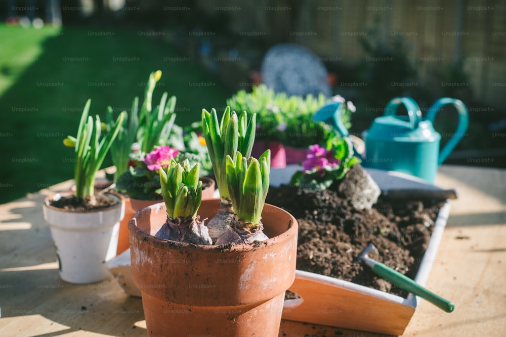 a group of potted plants sitting on top of a wooden table