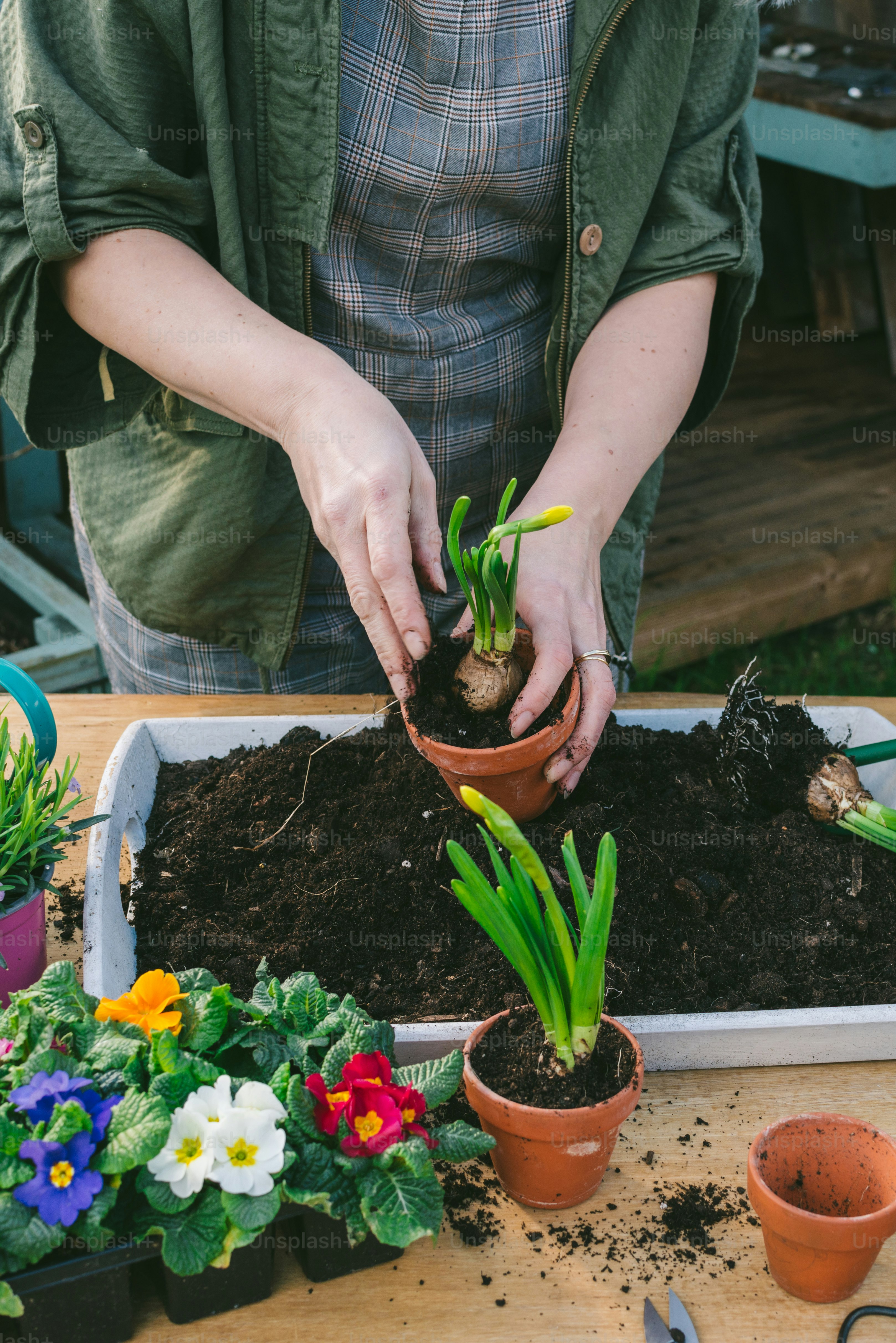 a person holding a potted plant in their hands