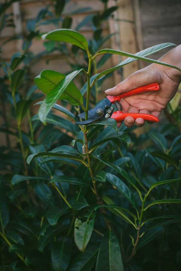 Pruning shears trimming bonsai foliage