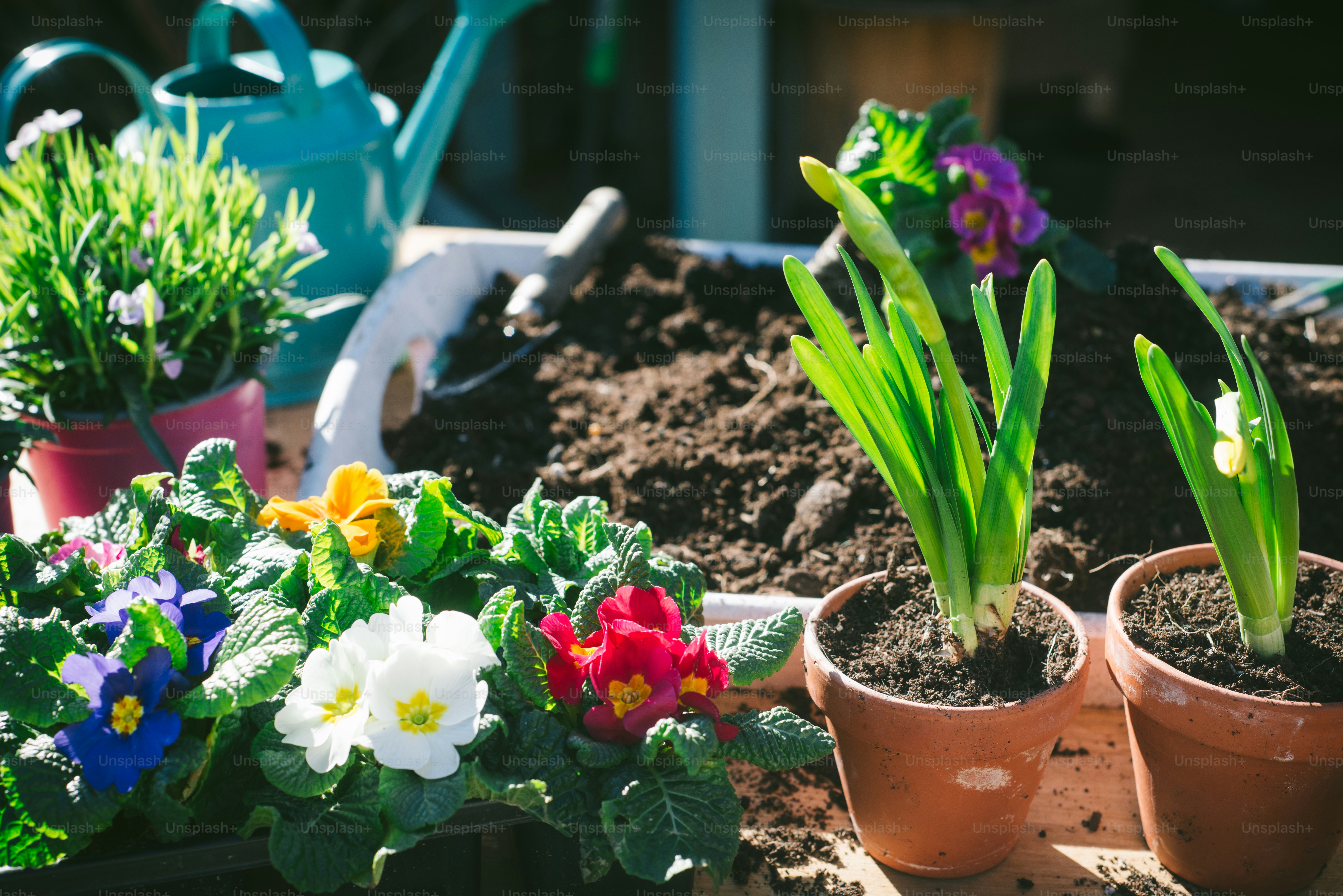 a group of potted plants sitting on top of a table