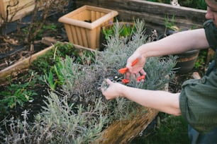 Una persona sosteniendo zanahorias en sus manos en un jardín
