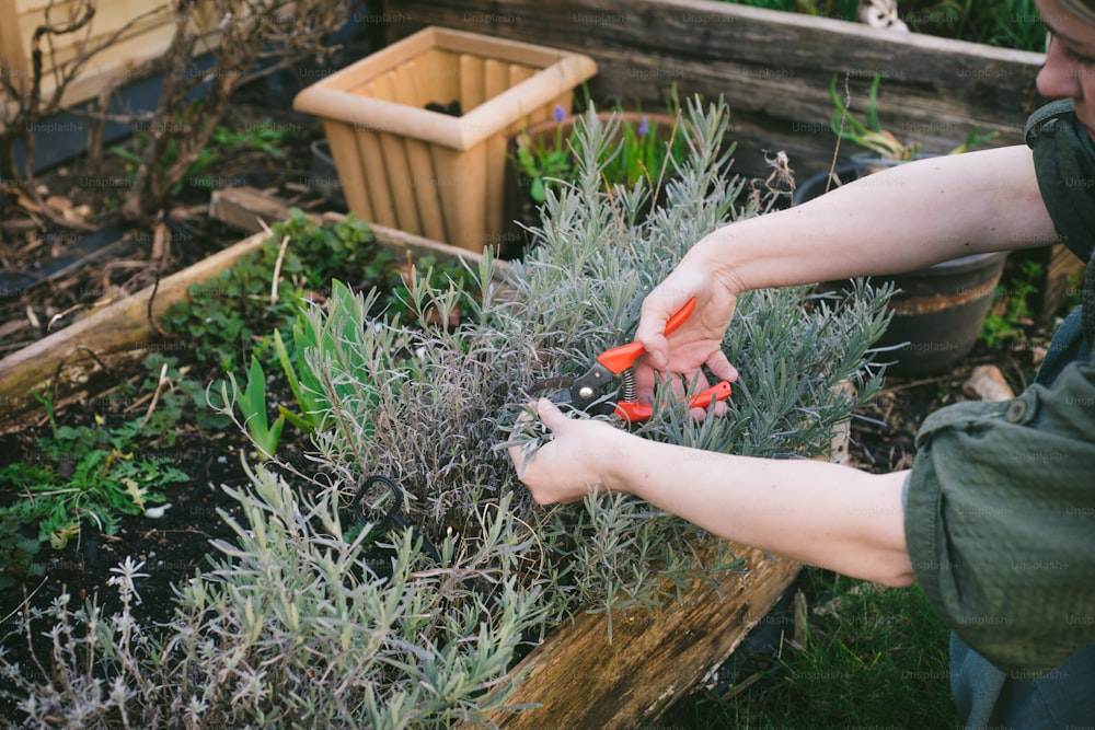 eine Person, die Karotten in den Händen hält, in einem Garten