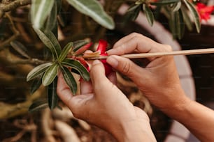 a person is trimming a plant with a wooden stick