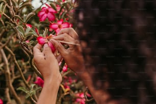 女性がピンクの花で茂みを整えている