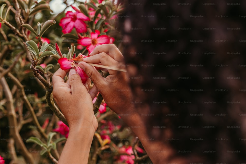 Una mujer está recortando un arbusto con flores rosadas