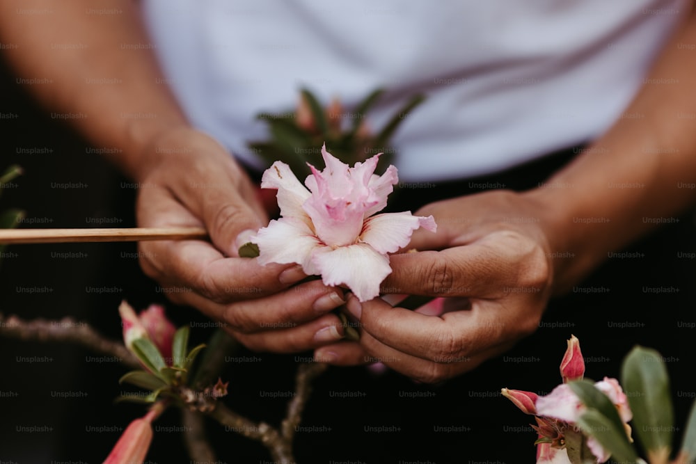 a person holding a flower in their hands