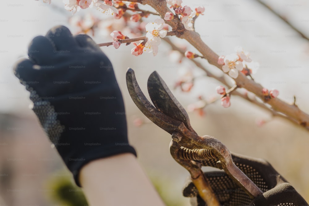 uma pessoa segurando um galho com flores sobre ele