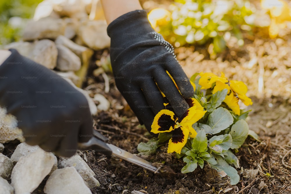 a person wearing black gloves and gardening gloves