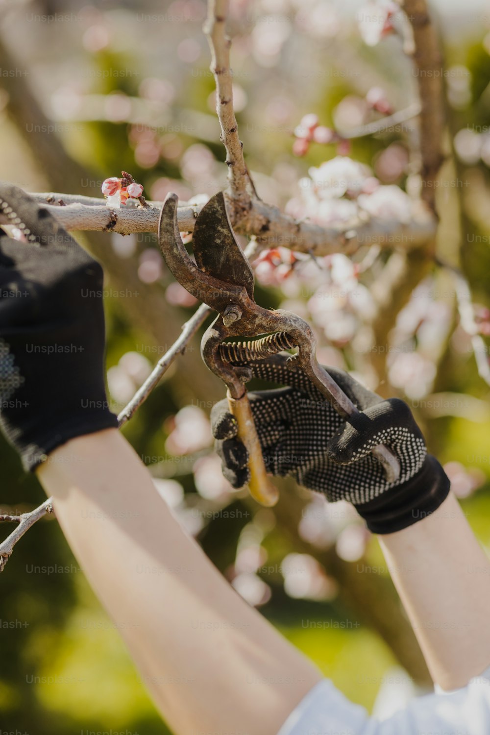 a person is pruning a tree with a pair of gloves