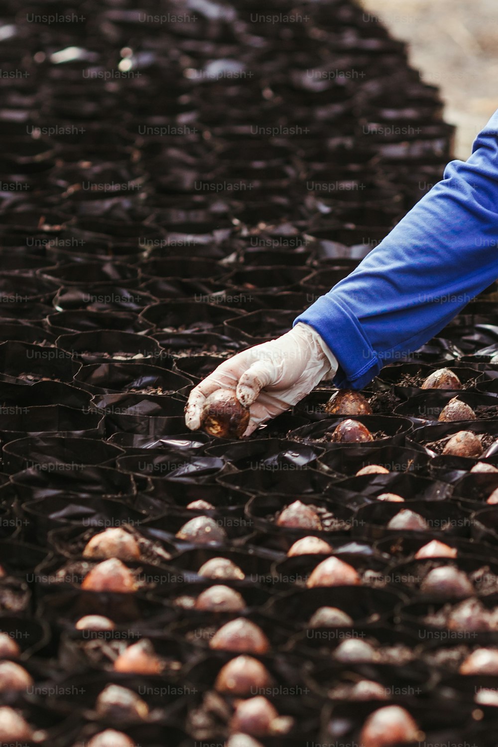 a person picking up a bunch of garlic