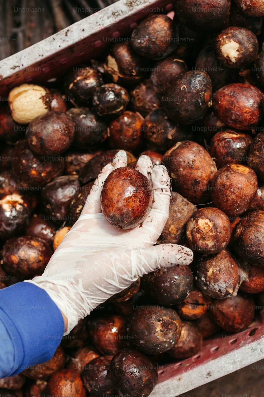 a person in white gloves holding a nut in a bin