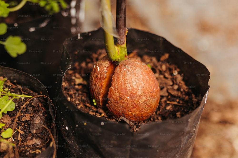 鉢植えの植物のクローズアップ