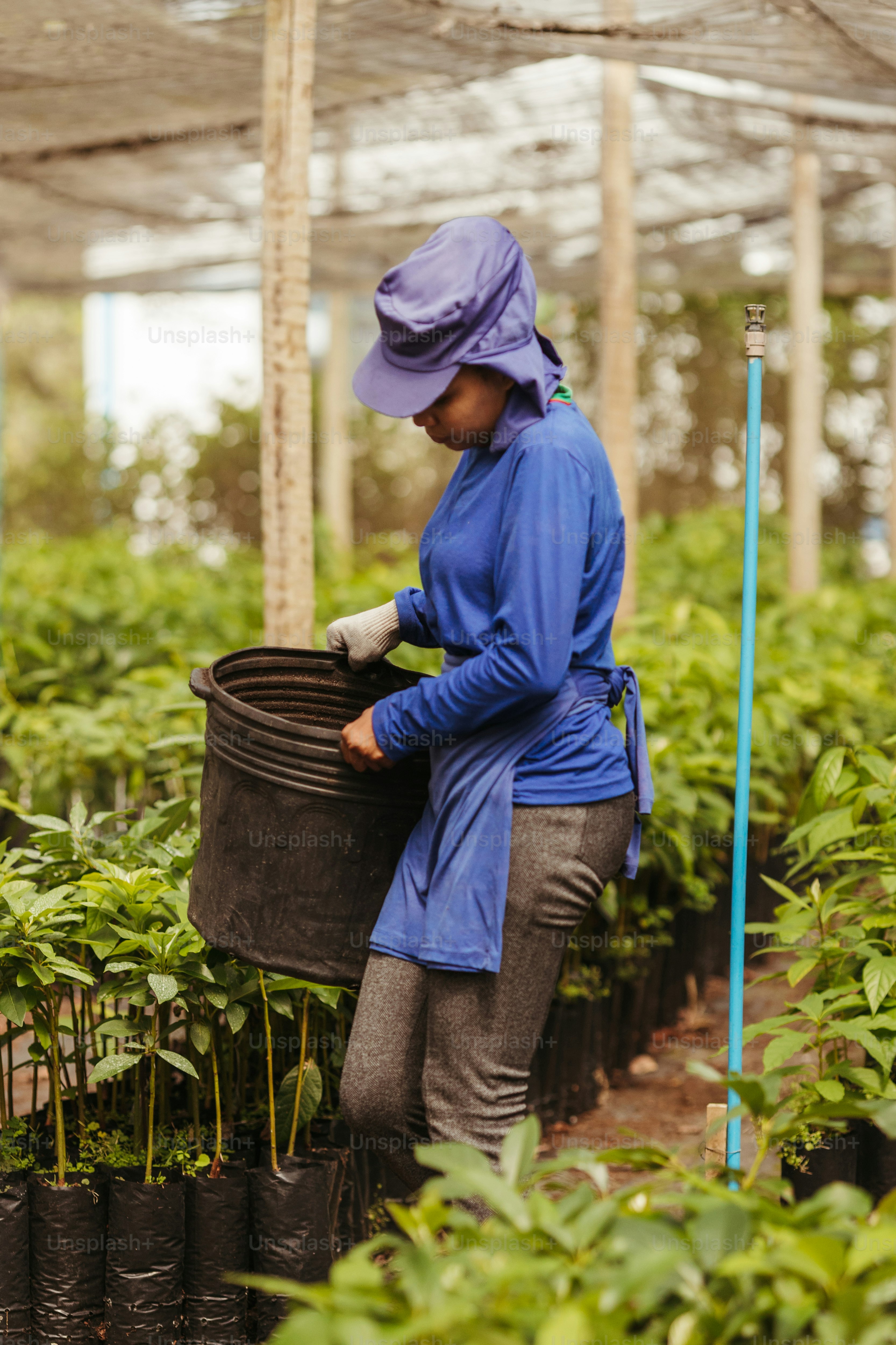 A woman in a blue jacket and a bucket in a greenhouse photo – Spring ...