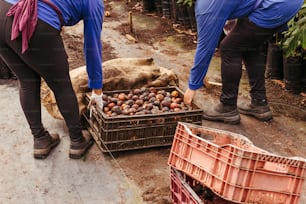 two people picking up fruit from a crate