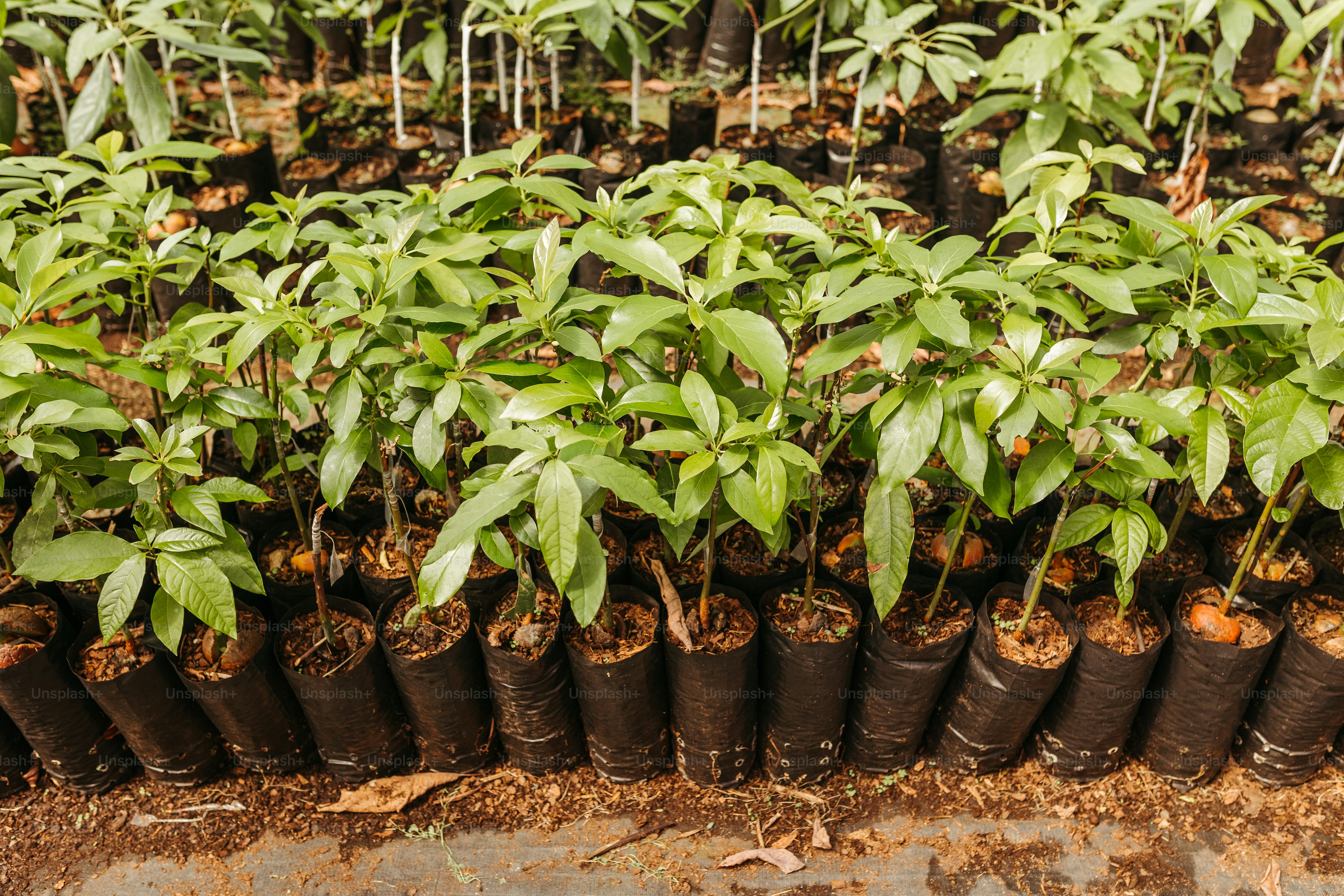 A bunch of plants that are in some dirt photo – Saplings Image on Unsplash