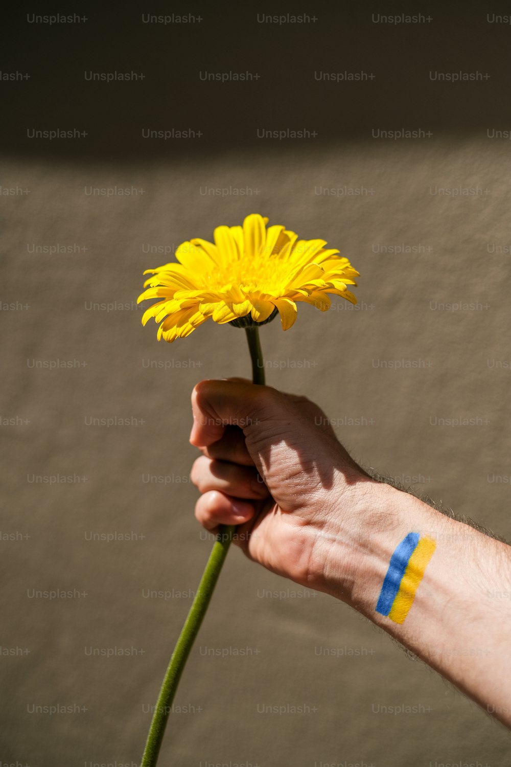 a hand holding a yellow flower with a blue strip on it